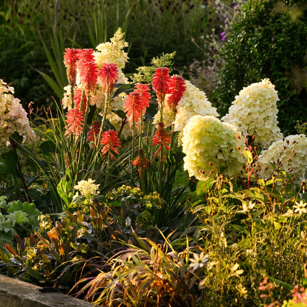 A vibrant garden scene featuring tall red hot poker flowers with elongated blooms surrounded by lush greenery and clusters of light-colored hydrangea flowers. The sunlight casts warm highlights on the foliage and flowers.