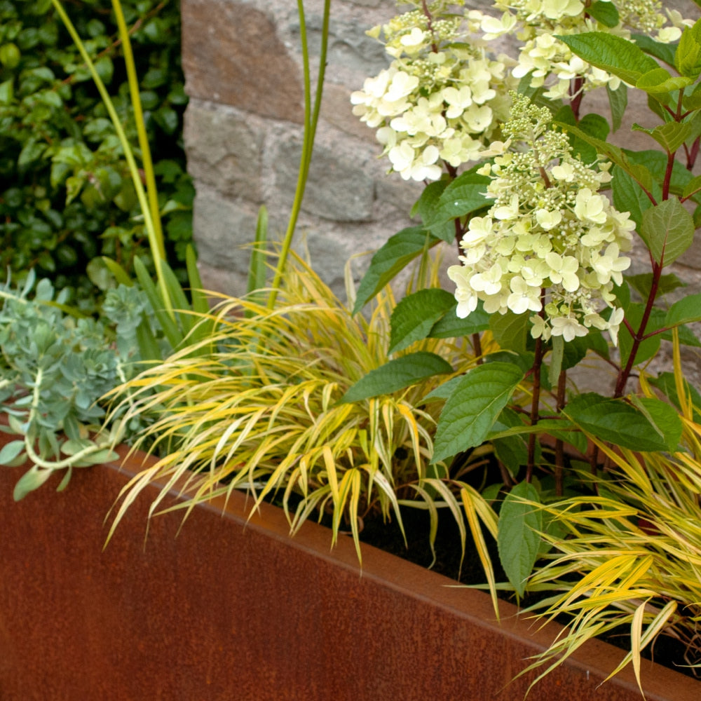 A rectangular rusty metal planter box contains a mix of yellow ornamental grass, green foliage, and blooming clusters of pale green hydrangeas. A brick wall and additional greenery are in the background.
