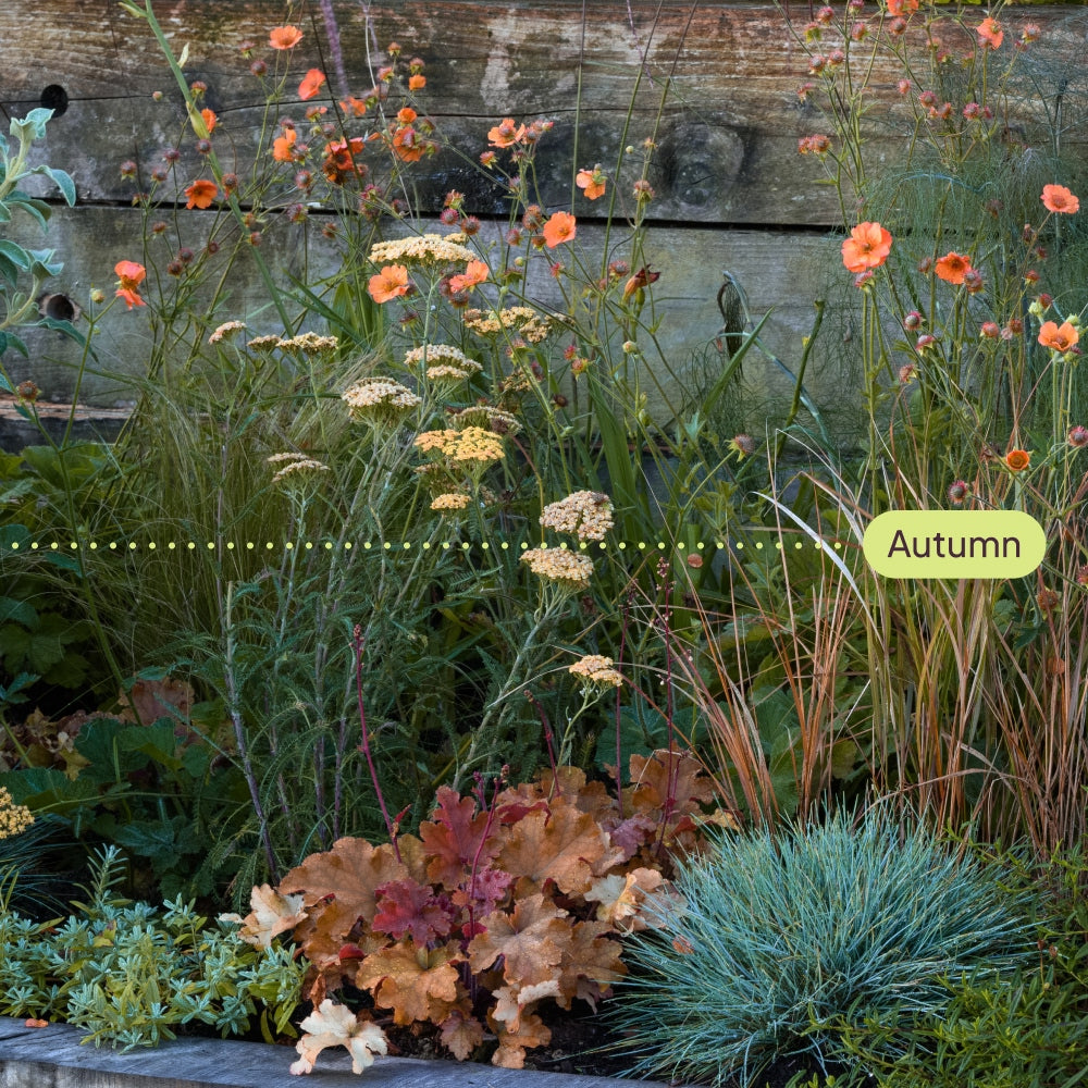 A garden featuring various autumn plants with yellow, orange, and brown foliage against a wooden fence. Orange flowers and green grasses are present. A label reads Autumn.
