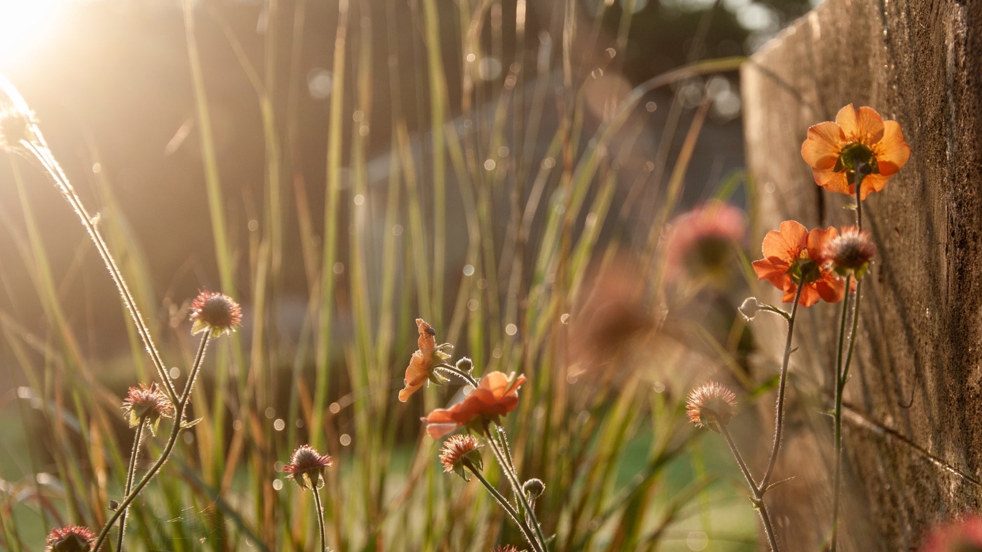 Fighting The Great Exhaustion, One Glimmer at a Time: Reclaiming Joy Through Gardening