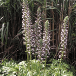 Curious add-on showstopper by We Say Grow features tall, vertical stems amid dense green foliage. These perennial plants present pale purple and white flowers on elegant spikes, offering a striking contrast against lush reedy vegetation—ideal for border flowers in any garden.