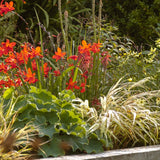 Kind Border Collection