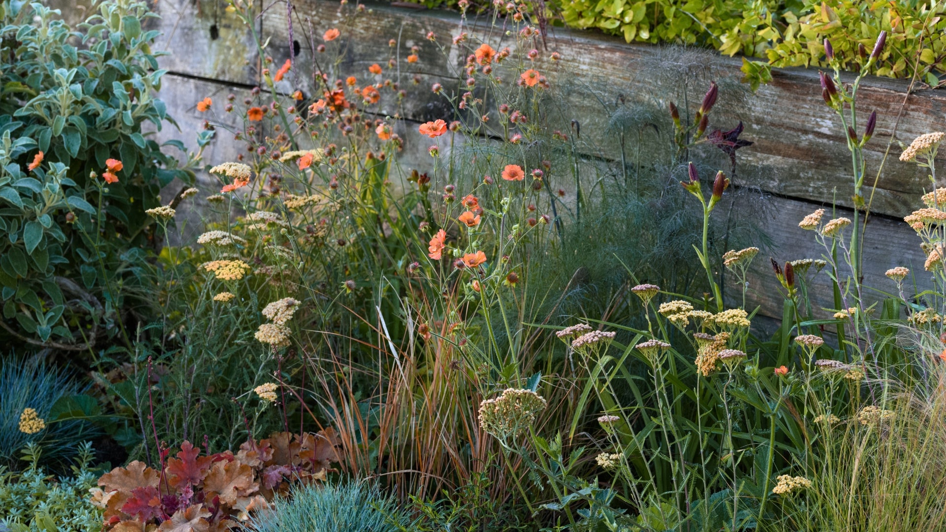 A garden bed with a wooden retaining wall features a variety of wildflowers and grasses. Orange and yellow blooms are interspersed among green foliage, creating a natural and rustic setting.