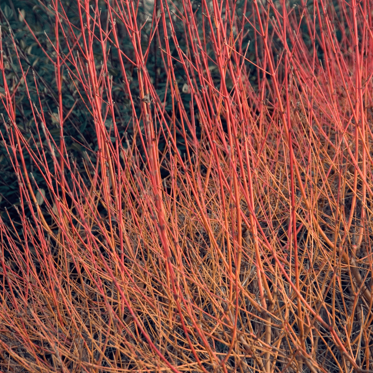 The Bold add-on showstopper by We Say Grow features dense, leafless red and orange stems creating a textured pattern. The reddish-brown branches stand out against a muted green backdrop, epitomizing a winter interest shrub thriving in early spring.