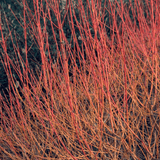 The Bold add-on showstopper by We Say Grow features dense, leafless red and orange stems creating a textured pattern. The reddish-brown branches stand out against a muted green backdrop, epitomizing a winter interest shrub thriving in early spring.