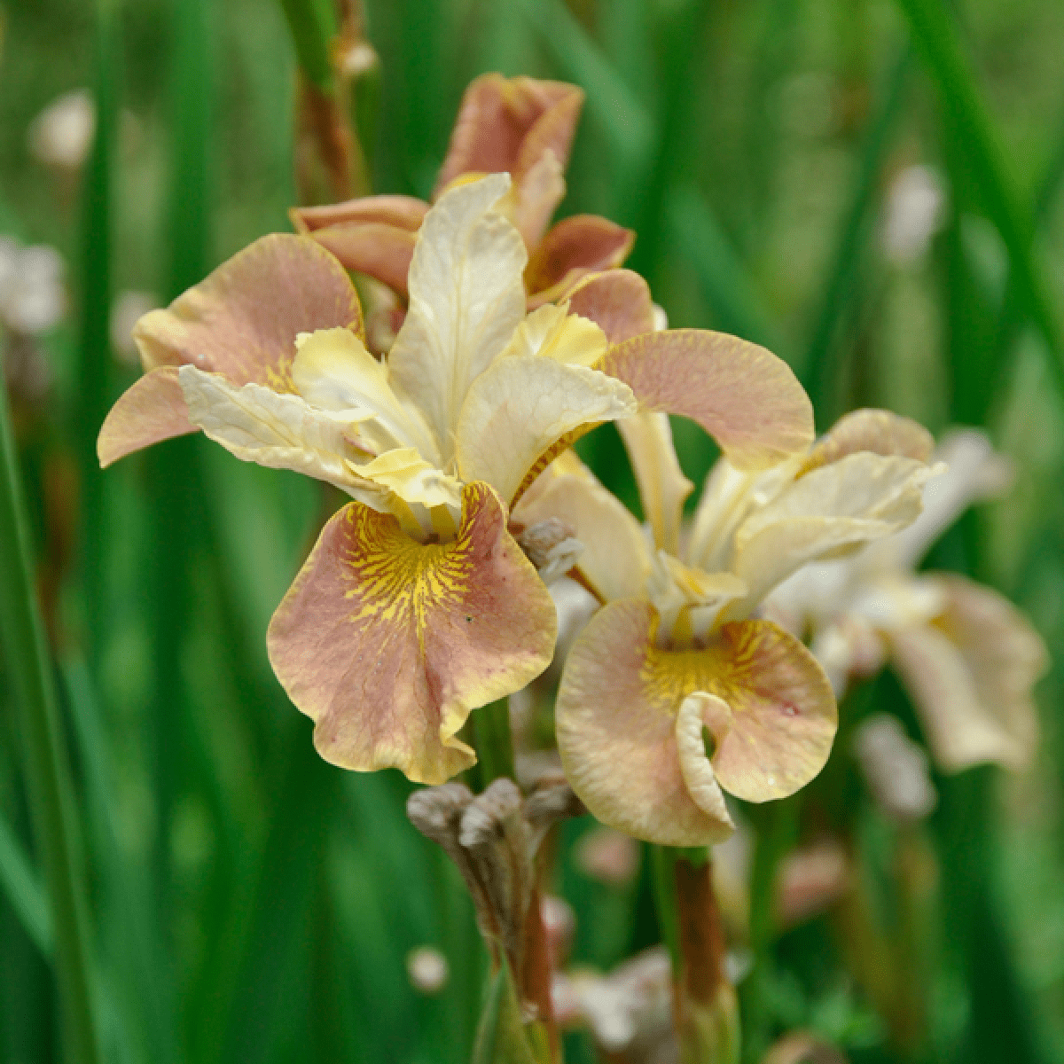 The Inspired add-on showstopper by We Say Grow features two blooming iris flowers with light yellow and soft pink petals against green leaves. Their delicate, ruffled texture and sharp focus enhance the intricate details typical of perennial pastel flowers.