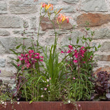 Kind Planter Collection