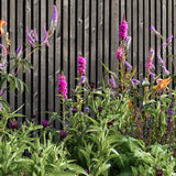 Kind Border Collection