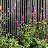 Kind Border Collection