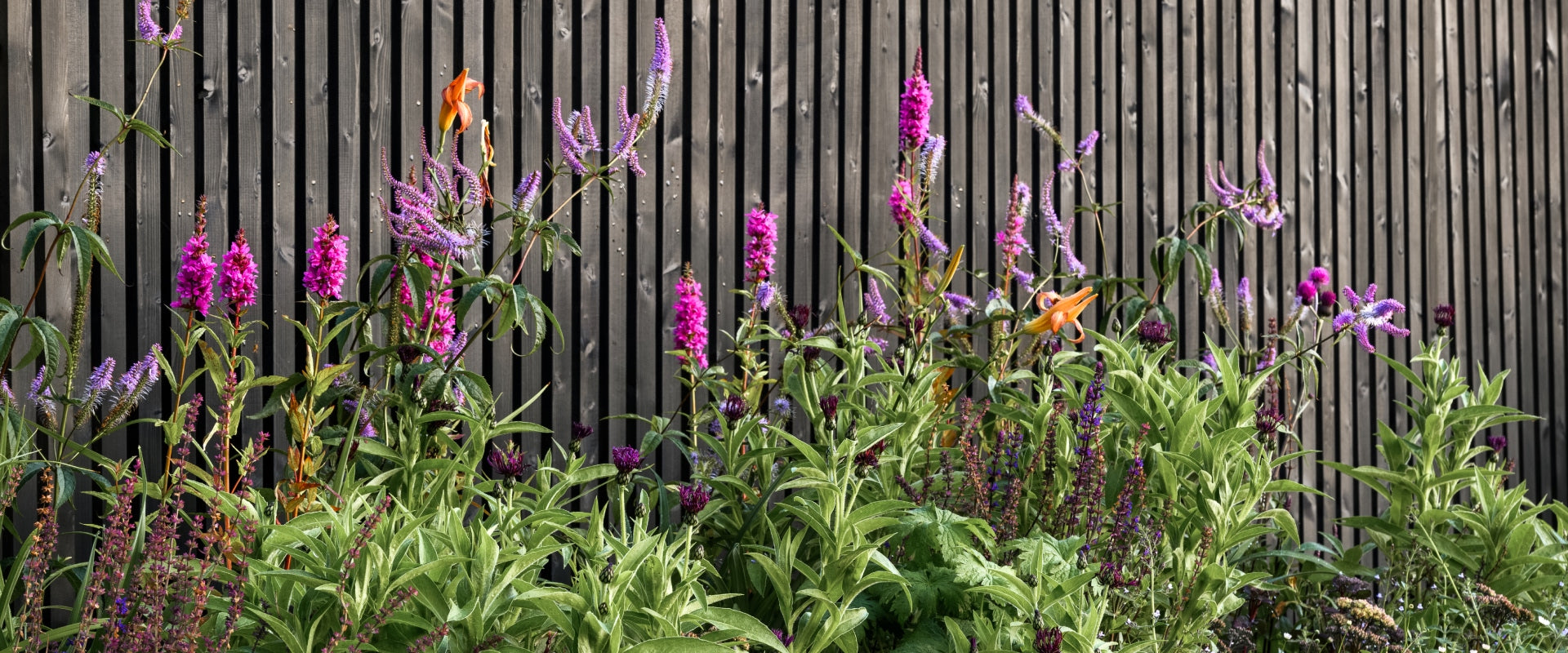 Kind Border Collection