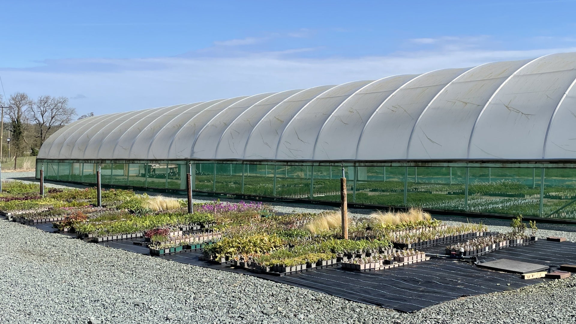 A large, curved greenhouse structure is shown alongside rows of potted plants outside. The greenhouse has a translucent covering, and the plants are organized on black mats. The sky is clear, and a few trees are visible in the background.