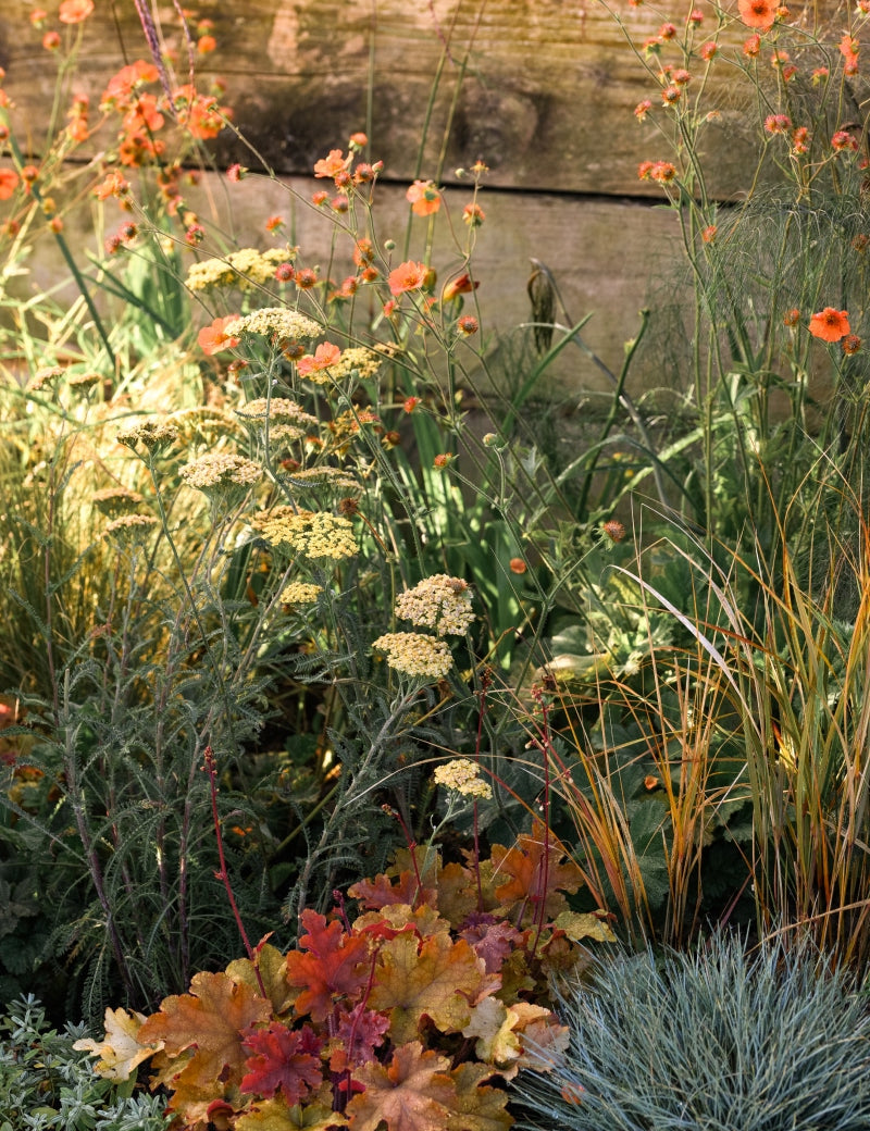 A garden scene featuring a variety of plants, including yellow flowers, orange flowers, and foliage in various shades of green and brown. Grasses and textured leaves are also present. A wooden fence serves as the background.