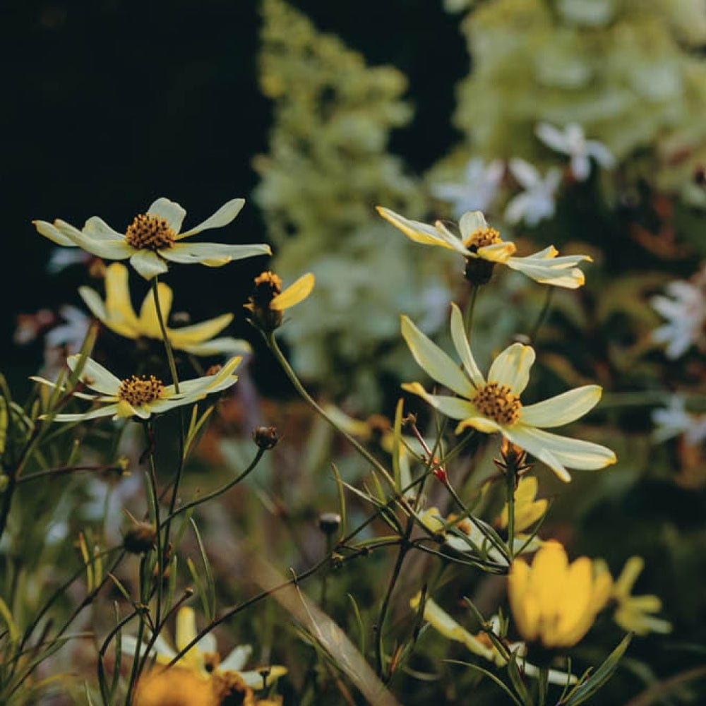 The Bold Flower Bed Collection by We Say Grow features hardy perennial yellow wildflowers with dark centers amid lush green foliage, showcasing their delicate petals in various bloom stages against a softly blurred backdrop.