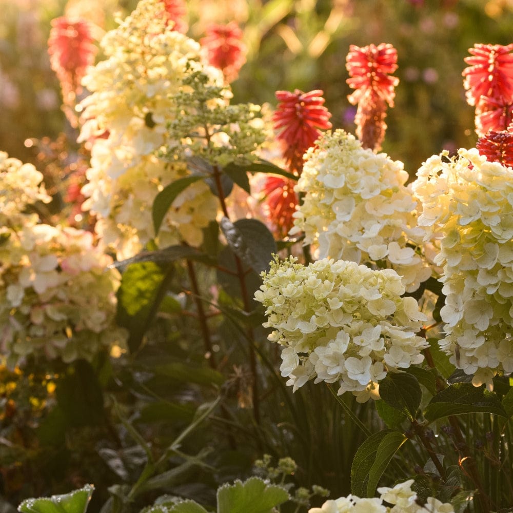In a garden scene, the Bold Flower Bed Collection by We Say Grow showcases hardy perennials like white hydrangeas and red torch lilies under golden sunlight. The lush greenery and blurred background create a serene, natural ambiance that brings the garden to life.