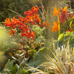 The Bold Flower Bed Collection by We Say Grow features hardy perennials in vibrant orange and red, set against lush green foliage. Sunlight enhances the leaf and petal textures, with grassy plants framing this striking display.