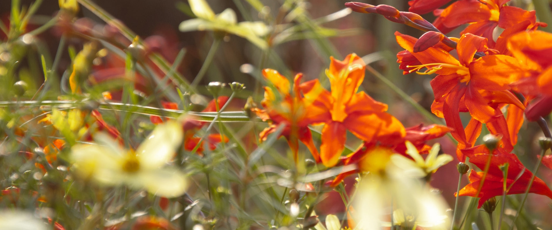 Orange and yellow flowers in a garden setting are captured in soft focus. The orange flowers appear vibrant and are surrounded by green stems and leaves. The composition conveys a warm and lively natural scene.