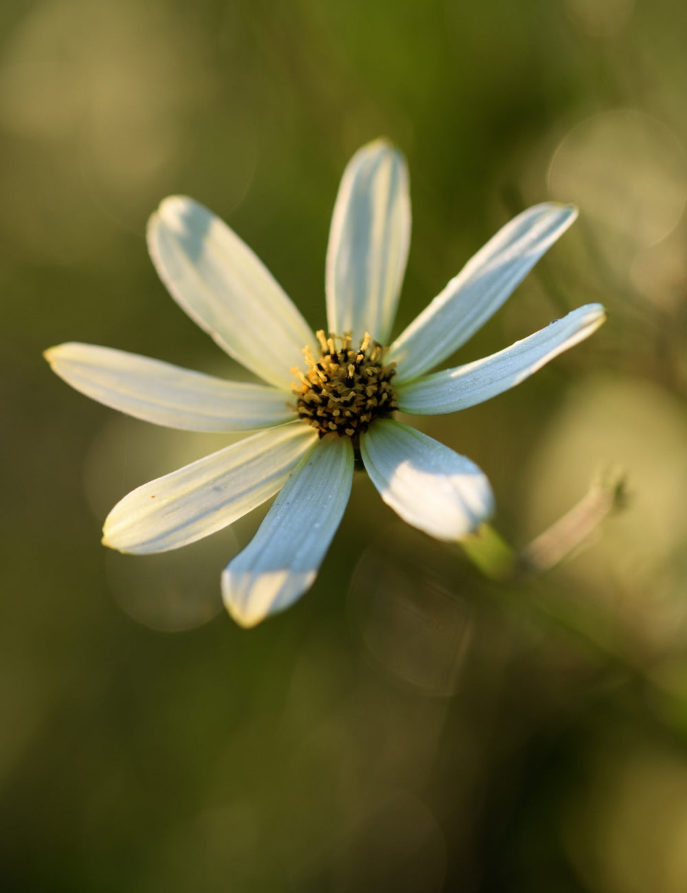 Bold flower bed collection: Easy to grow plant kits for borders