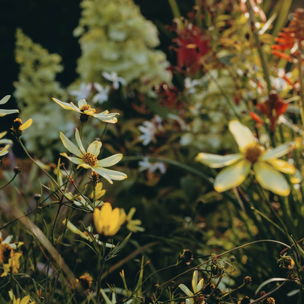 A garden scene featuring yellow flowers with long petals in the foreground. In the background, there are green plants and some red flowers, all under natural light. The atmosphere is calm and natural.