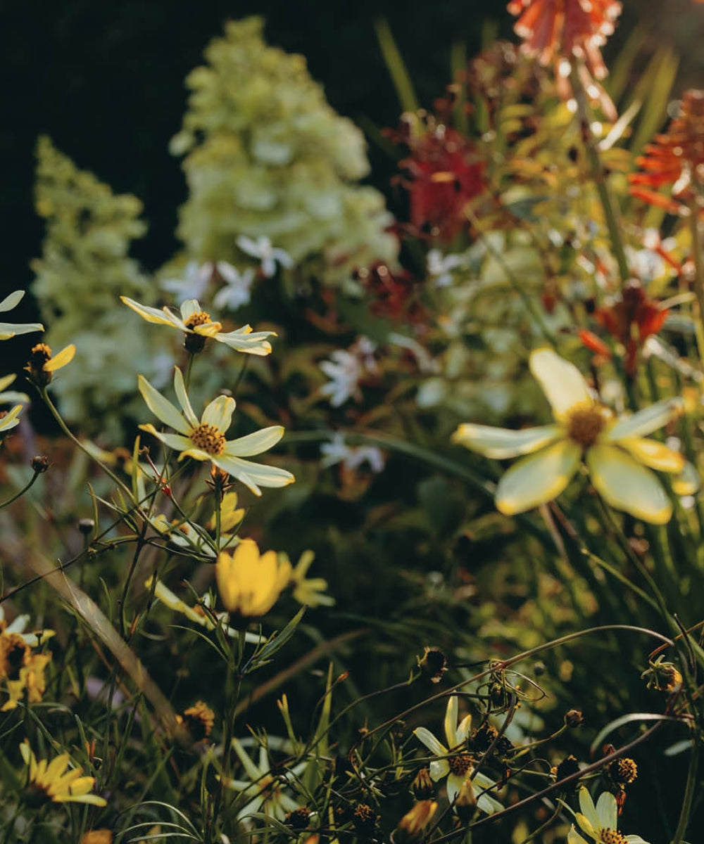 A garden scene featuring yellow flowers with long petals in the foreground. In the background, there are green plants and some red flowers, all under natural light. The atmosphere is calm and natural.