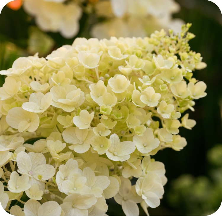 Close-up of a cluster of pale yellow hydrangea flowers with small, delicate petals. The background is blurred with shades of green, highlighting the soft texture and detail of the blooms.