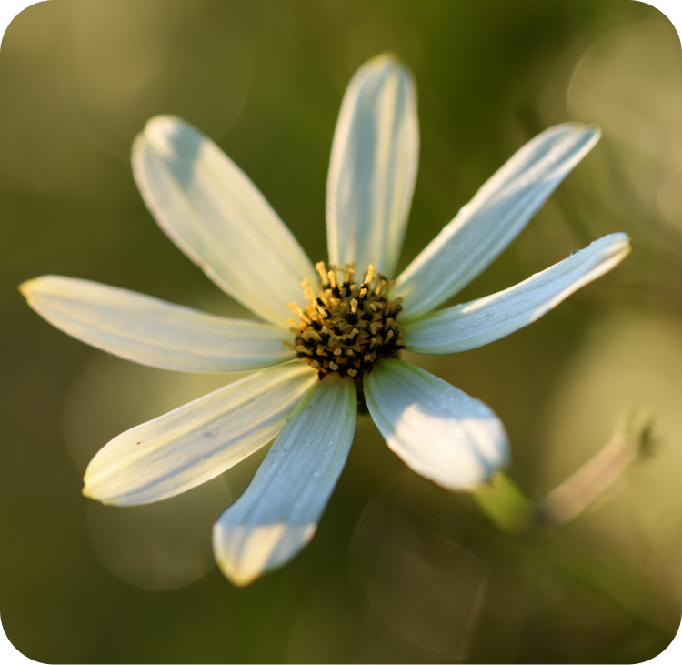 Close-up of a white flower with several petals radiating from a yellow and black center. The background is blurred, showing shades of green. The petals have faint green lines, and the lighting highlights textures and shadows.