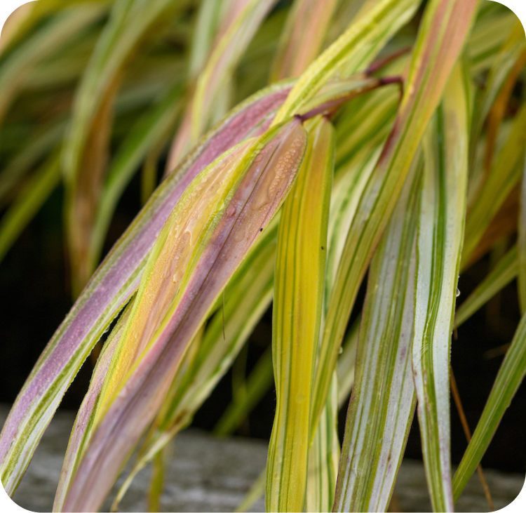 Close-up of long, narrow leaves with a mix of green, yellow, and purple hues. The leaves have droplets of water on them and are bending downwards, over a wooden surface. The background is a dark blur.
