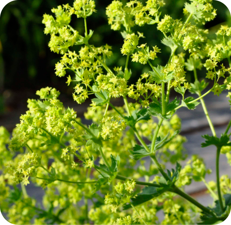 Close-up of bright green ladys mantle flowers with jagged leaves and star-shaped clusters. The plant is in full bloom against a blurred garden background, featuring a wooden surface and dark green foliage.