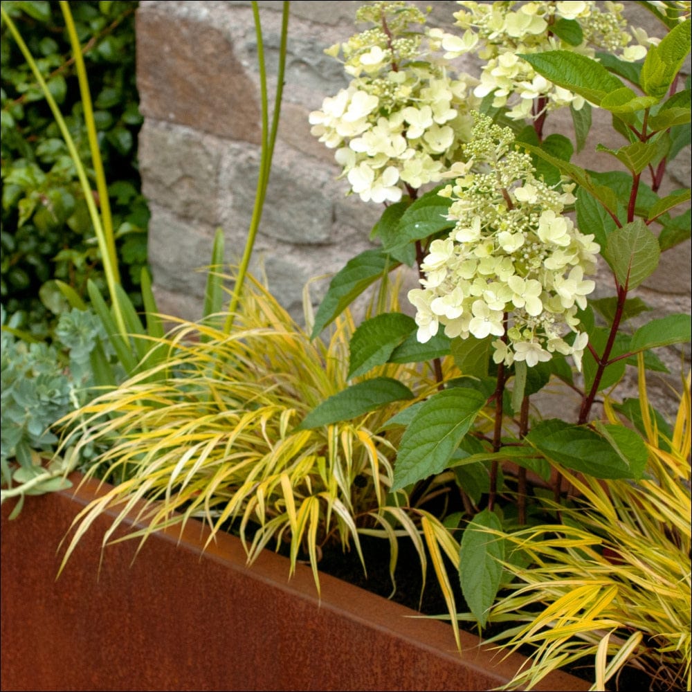 Close-up of We Say Grows Bold Planter Collection, featuring pale yellow hydrangeas with green leaves and tufts of yellow-green ornamental grass. An elegant stone wall in the background is surrounded by hardy perennials and lush foliage.