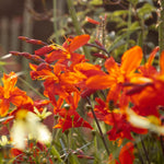 Close-up of the Bold Planter Collection from We Say Grow, featuring vibrant orange crocosmia flowers with long, pointed petals and slender green stems. Sunlight creates a warm glow, highlighting these hardy perennials against blurred foliage that enhances any summer garden setting.