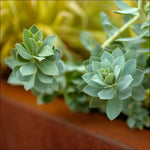 Two rosette-shaped succulents with layered green leaves, from the We Say Grow Bold Planter Collection, grow from a stem. Blurred green and yellow foliage in the background highlights their beauty as they sit in a planter with a rust-colored edge.