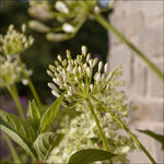 A close-up of a Bold Planter Collection by We Say Grow features unopened white flower buds on thin green stems with elongated leaves. A blurred background with a stone wall and greenery highlights the hardy perennials, all bathed in natural sunlight.