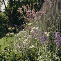 A garden with a variety of wildflowers, including white and purple blooms, grows along a fence. Tall grasses are interspersed among the flowers. Trees with leafy branches are visible in the background under a clear sky.