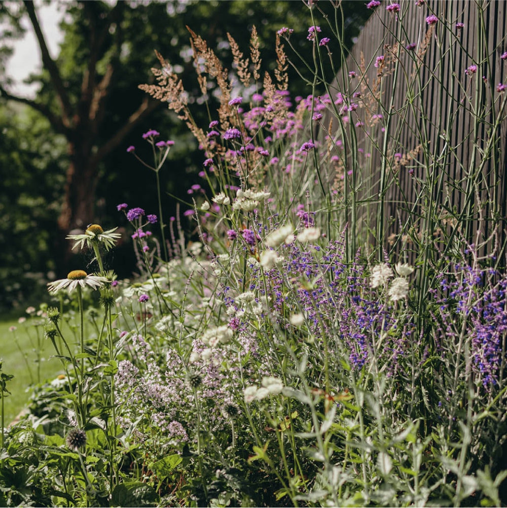 A garden with a variety of wildflowers, including white and purple blooms, grows along a fence. Tall grasses are interspersed among the flowers. Trees with leafy branches are visible in the background under a clear sky.