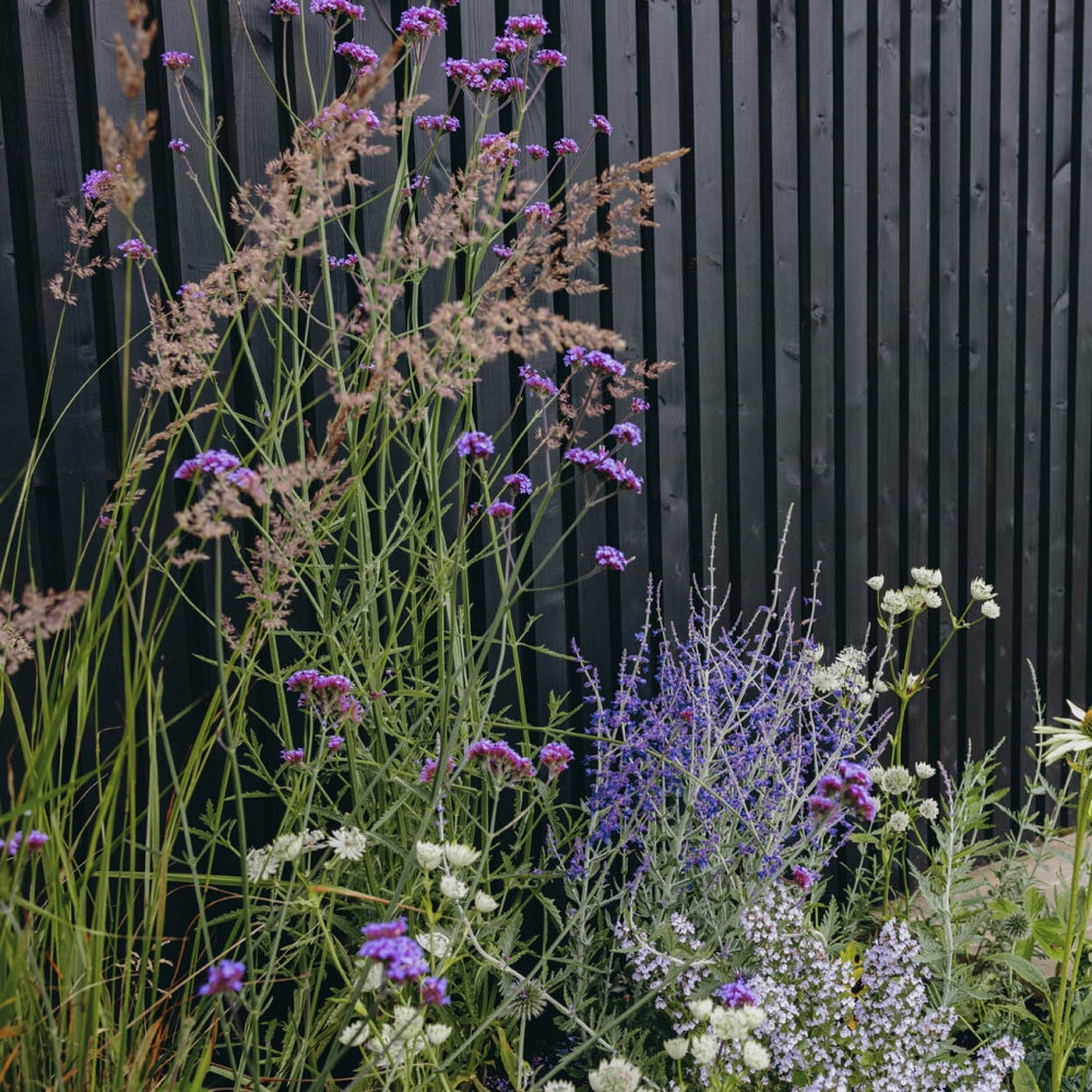 A garden area with various plants and flowers, including tall grass and purple and white blooms, is set against a dark wooden fence. The scene features a mix of textures and colors, providing a natural, layered appearance.