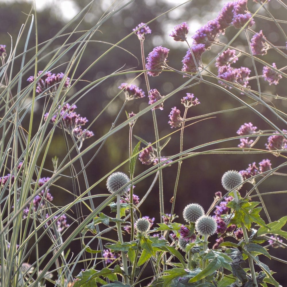 The Calm Flower Bed Collection by We Say Grow features tall grasses, purple flowers, and spherical white blooms in the foreground. Sunlight filters through this tranquil garden scene, creating a soft, meditative ambiance against a dark, blurred background.