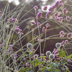 The Calm Flower Bed Collection by We Say Grow features tall grasses, purple flowers, and spherical white blooms in the foreground. Sunlight filters through this tranquil garden scene, creating a soft, meditative ambiance against a dark, blurred background.