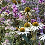 The Calm Flower Bed Collection by We Say Grow showcases a vibrant garden scene with white coneflowers featuring green centers, surrounded by clusters of small purple and light pink flowers, all set against lush green foliage to create a healing atmosphere.
