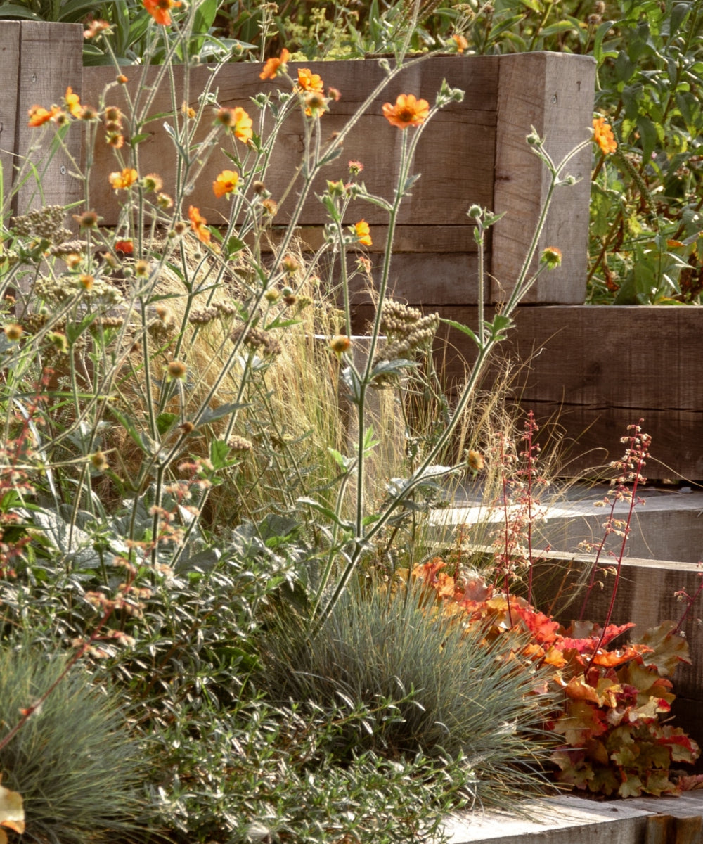 A garden bed filled with various plants, including tall, orange flowers and small, spiky green shrubs. The background features wooden planters and lush green foliage. The scene suggests a well-maintained, vibrant outdoor space.