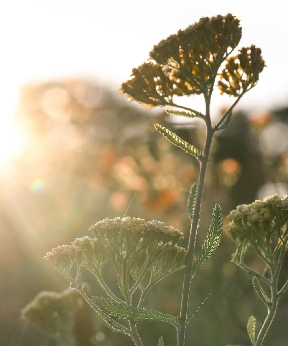 Close-up of wildflowers with feathery leaves and clustered yellow blooms, backlit by the sun. The sunlight creates a warm, glowing effect, with a soft-focus background of more vegetation.