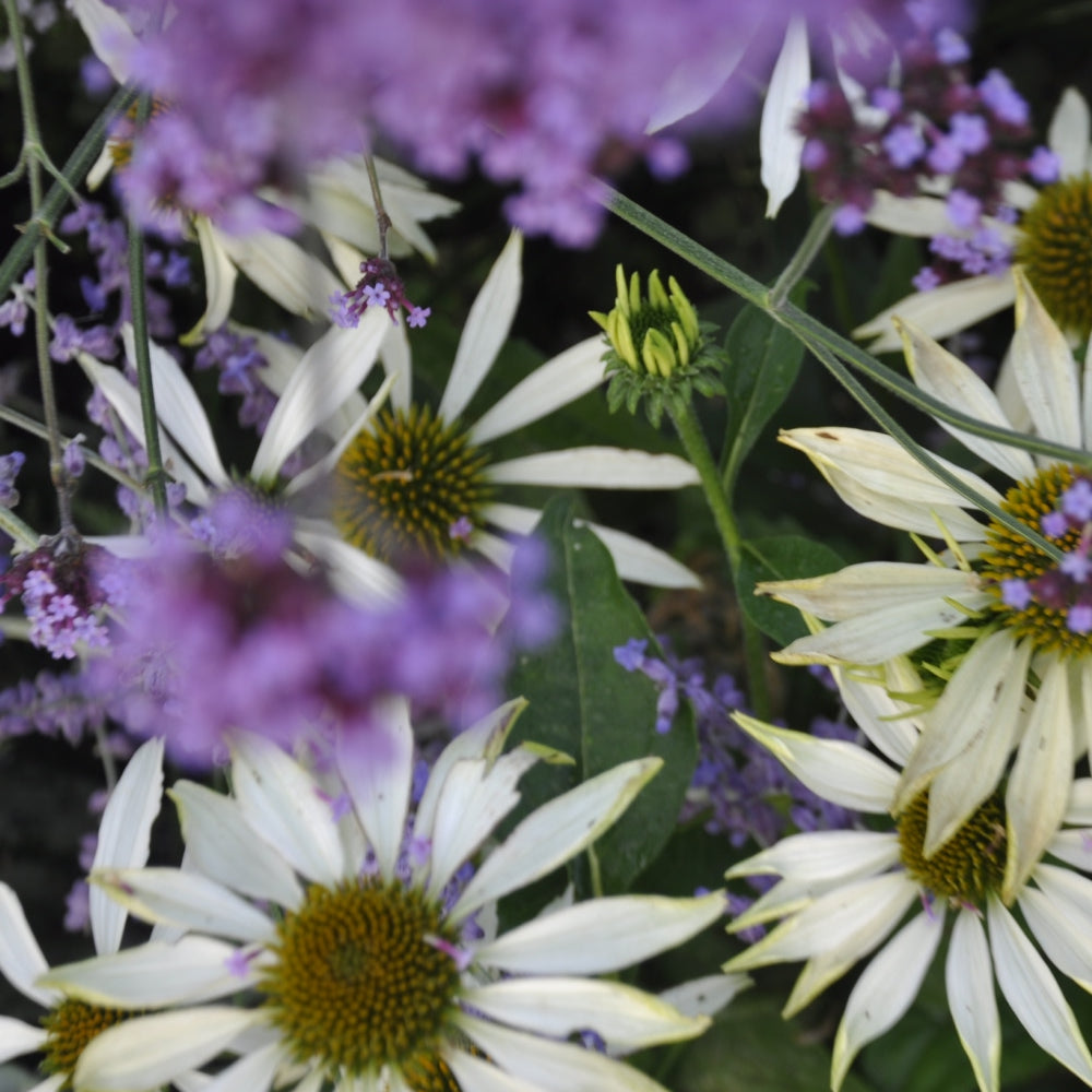 White daisies with yellow centers are surrounded by clusters of small, purple flowers. A green bud appears in the center, partially open, amidst lush green leaves. The composition gives a natural, vibrant garden scene.