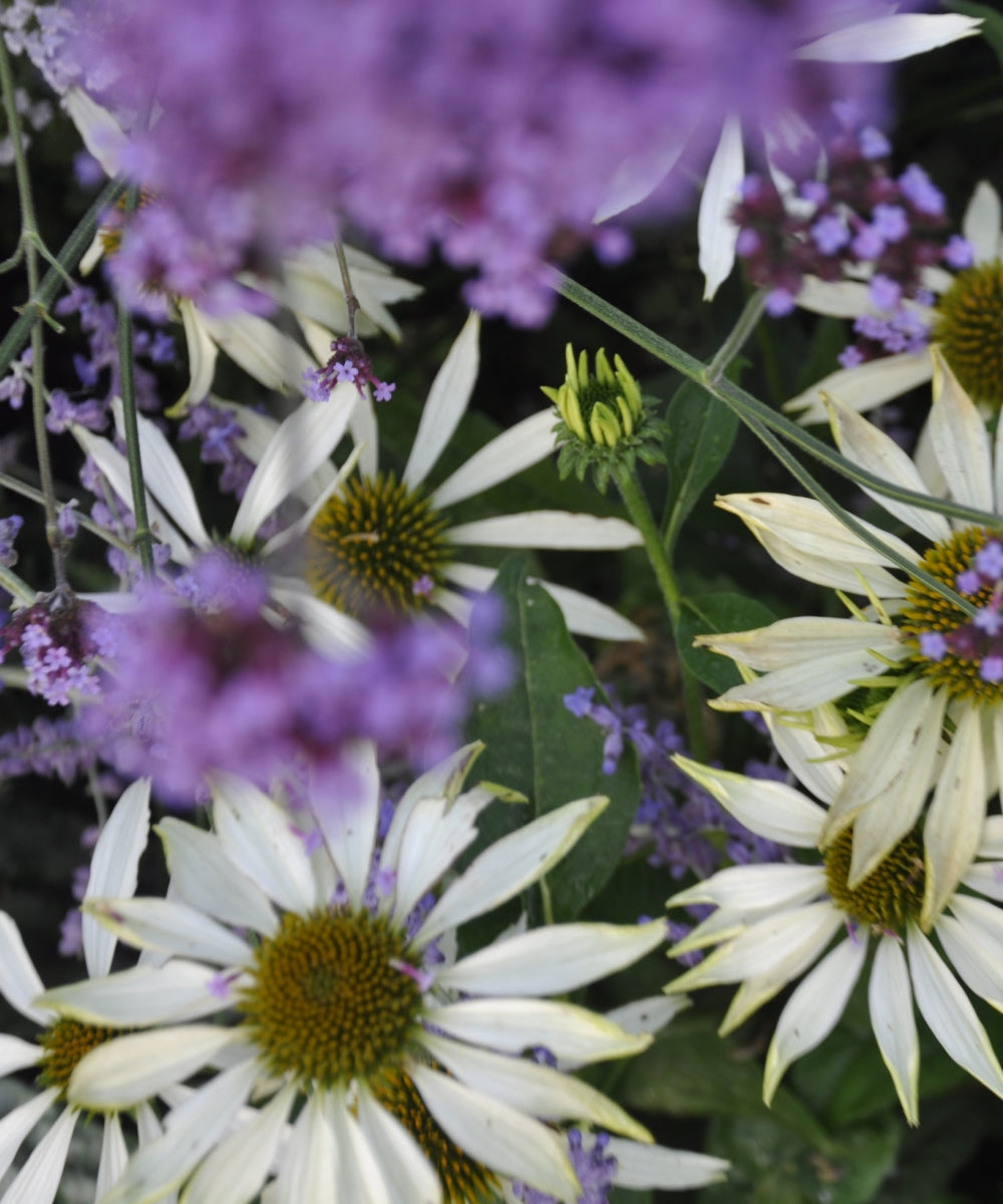 White daisies with yellow centers are surrounded by clusters of small, purple flowers. A green bud appears in the center, partially open, amidst lush green leaves. The composition gives a natural, vibrant garden scene.