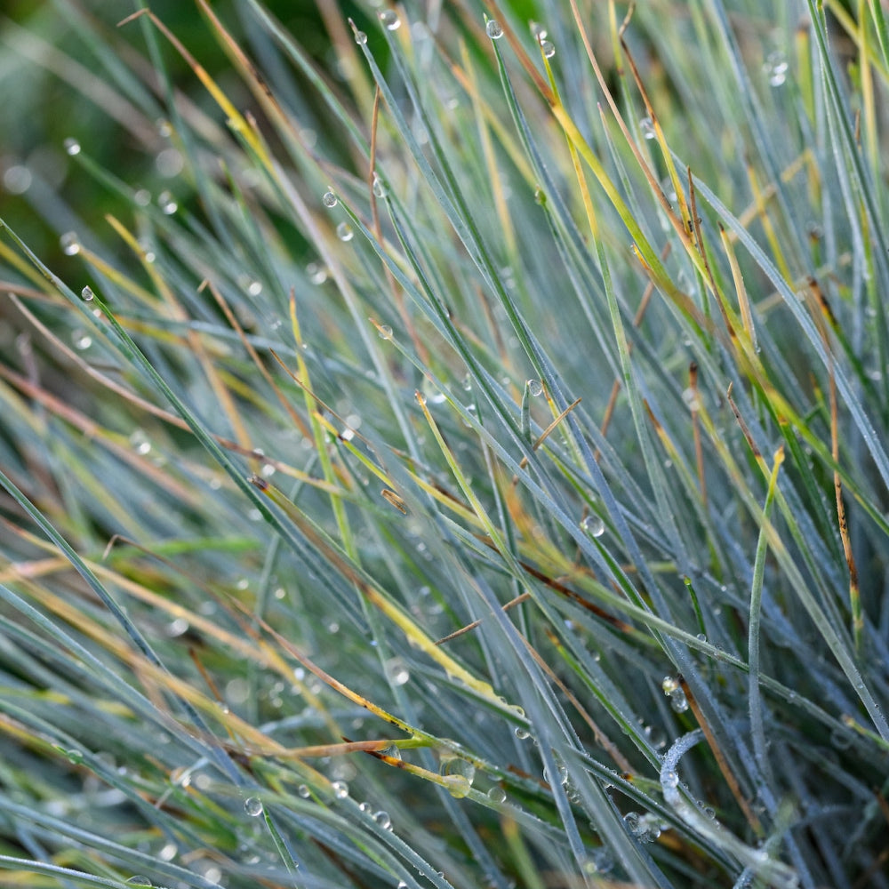 Close-up of thin, spiky grass blades covered in small water droplets. The blades are various shades of green with hints of brown and yellow. The background is blurred, emphasizing the dewy texture of the grass.
