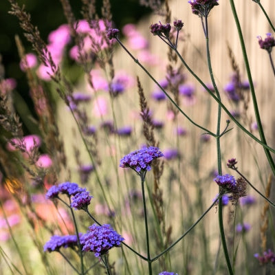 Tall, slender stalks of purple flowers are shown in the foreground, while pink flowers and some grasses are blurred in the background. A fence is partially visible on the right side of the image.