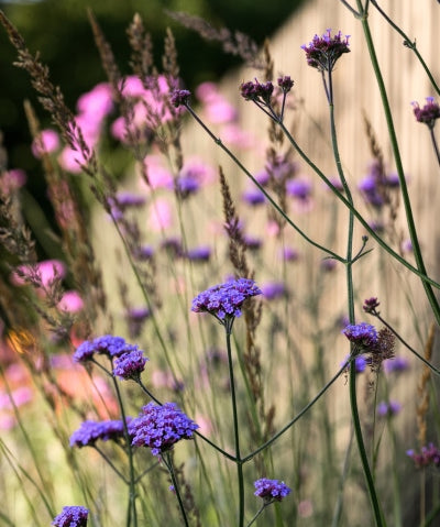 Tall, slender stalks of purple flowers are shown in the foreground, while pink flowers and some grasses are blurred in the background. A fence is partially visible on the right side of the image.