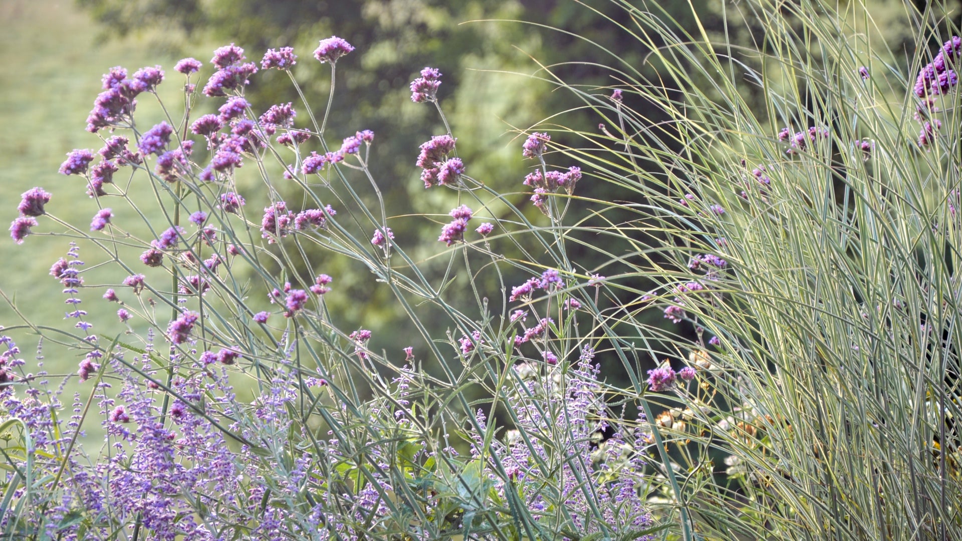 A garden scene with tall grasses and flowering plants. Clusters of small purple flowers rise above slender green stalks, accompanied by long, wispy grass blades. The background features blurred greenery, suggesting a natural outdoor setting.
