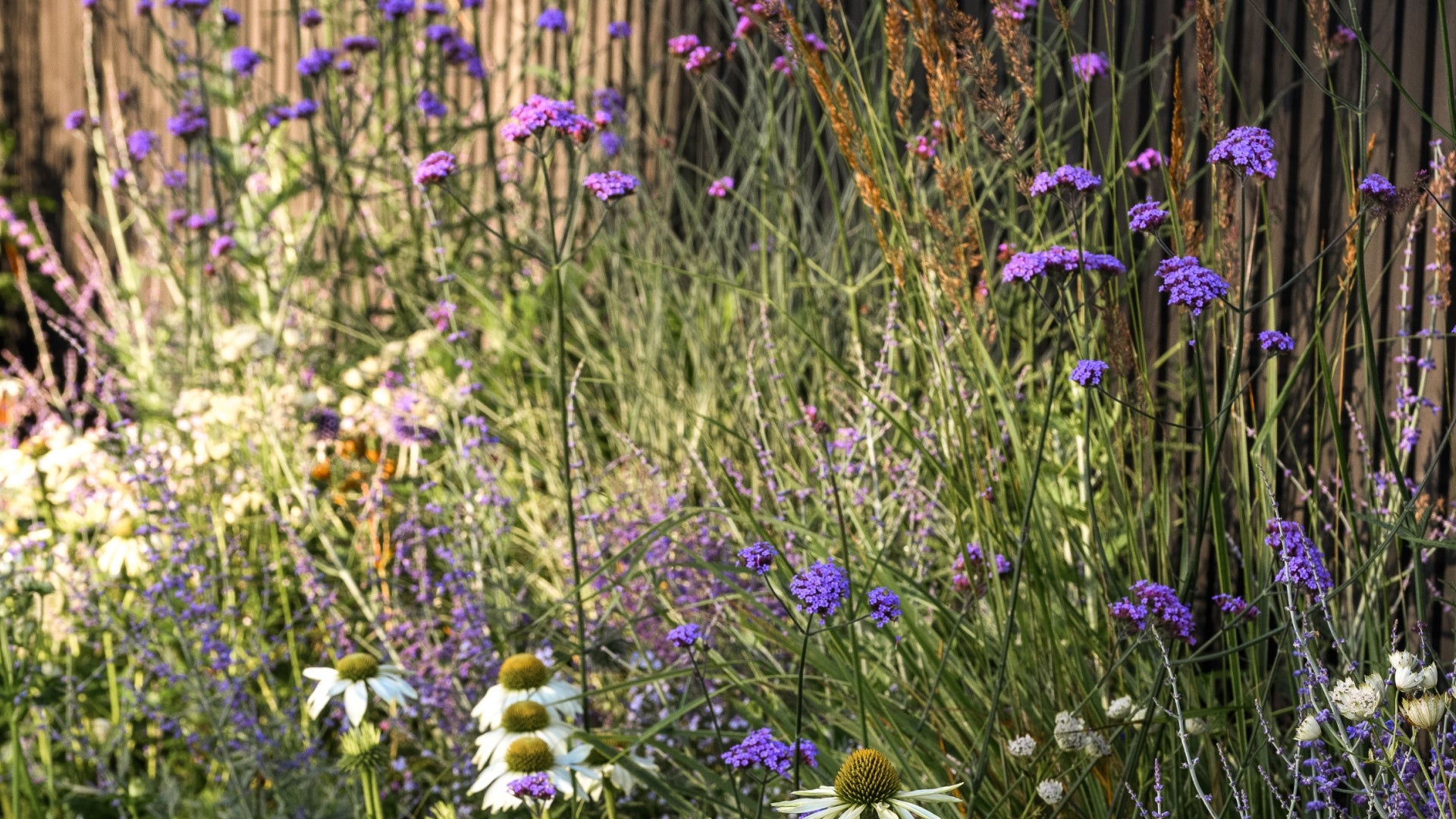 A garden scene featuring tall, slender purple flowers among green foliage. White flowers with yellow centers are scattered throughout. The background shows a wooden fence, and the overall lighting is warm and natural.