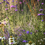 A garden scene featuring tall, slender purple flowers among green foliage. White flowers with yellow centers are scattered throughout. The background shows a wooden fence, and the overall lighting is warm and natural.
