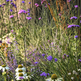 A garden scene featuring tall, slender purple flowers among green foliage. White flowers with yellow centers are scattered throughout. The background shows a wooden fence, and the overall lighting is warm and natural.