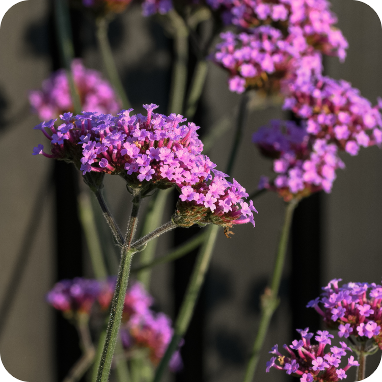 Close-up of purple verbena flowers with long green stems against a dark background. The flowers are clustered in groups, and the lighting highlights their vibrant color.