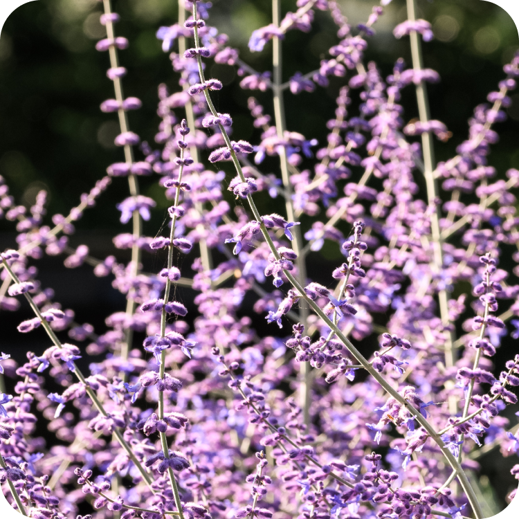 Close-up of multiple lavender-colored flower spikes with small blossoms and grey-green stems, set against a dark blurred background. The flowers are densely clustered, creating a rich, textured appearance.